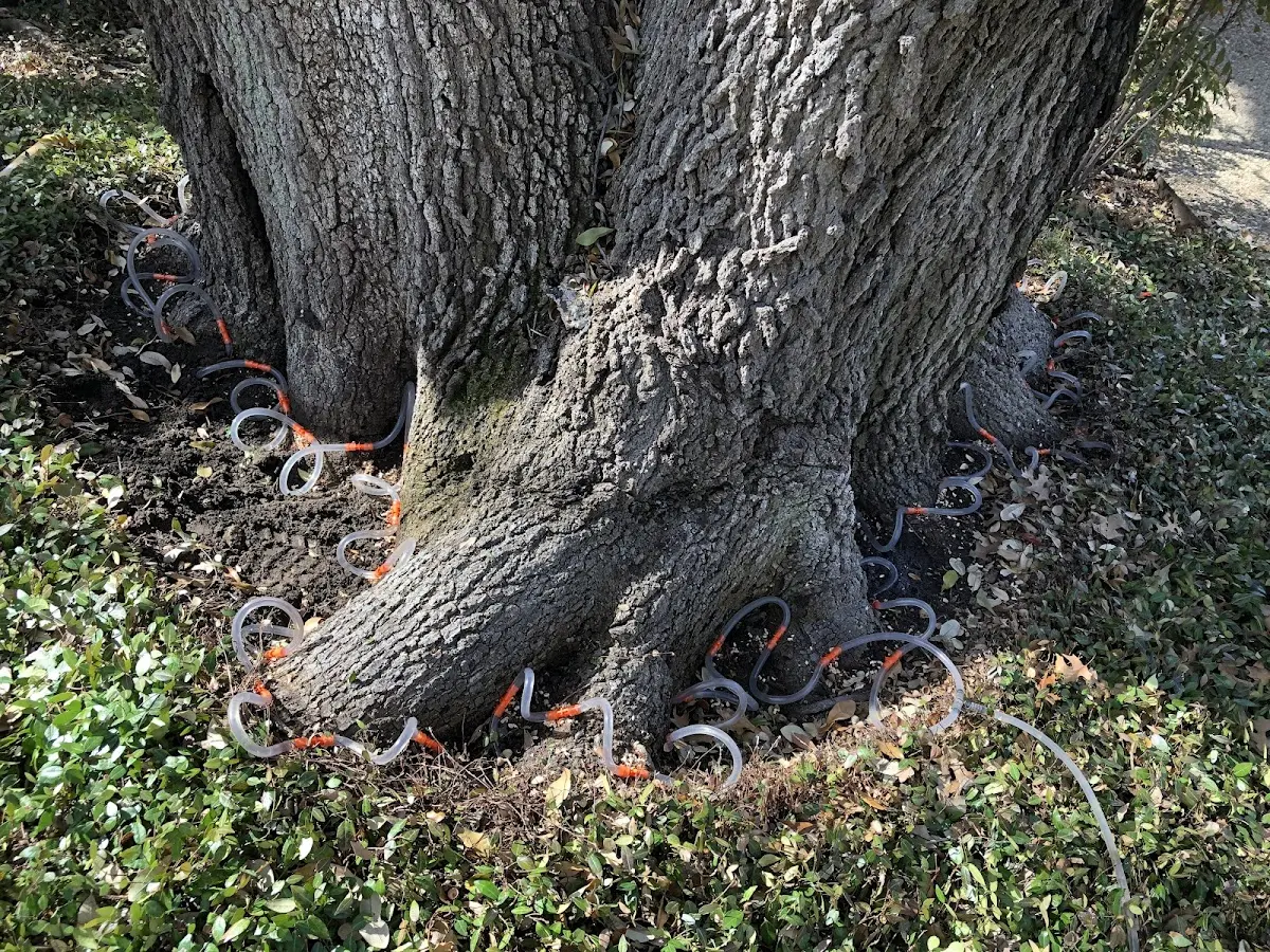 Detailed Tree Cabling and Bracing job site in Sargeant